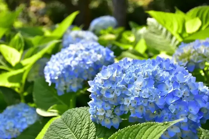 🖼️ 뉴욕 램프 박물관 & 플라워 가든(뉴욕 램프 뮤지엄 & 플라워 가든) 이미지 8